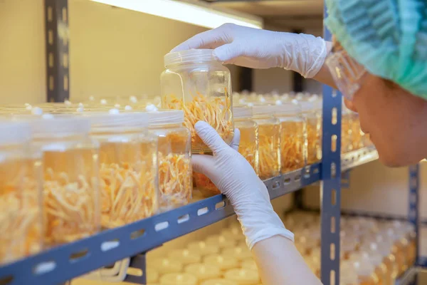 depositphotos_271027270-stock-photo-cordyceps-militaris-is-a-species